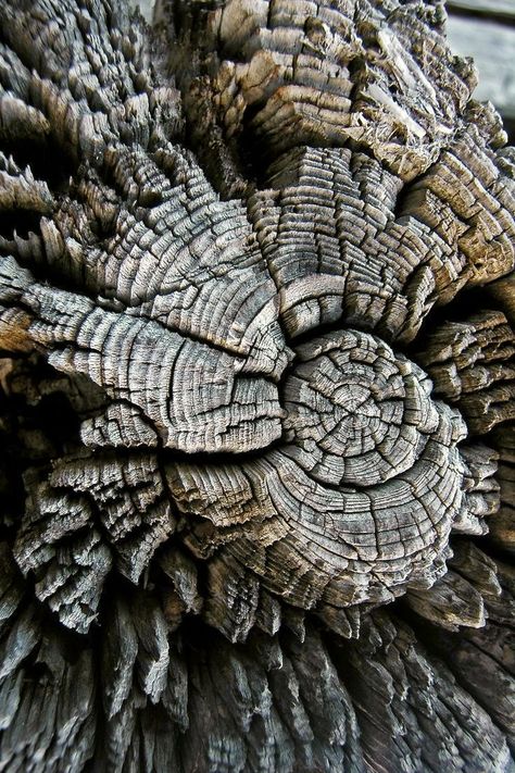 Patterns Found In Nature, Structure In Nature, Patterns In Nature Texture, Texture Textile Design, Structure Photography, Structures In Nature, Nature Structure, Color In Nature, Tree Texture