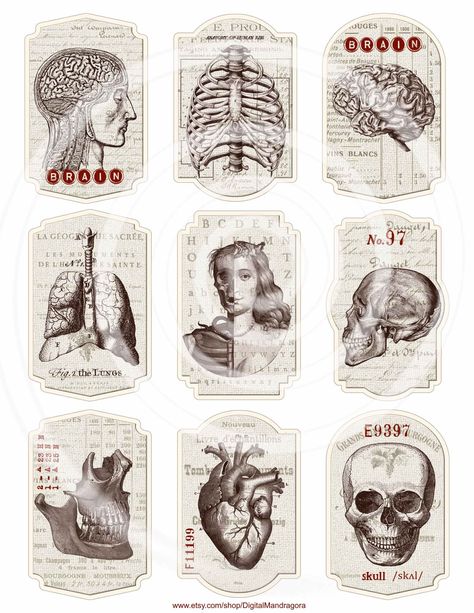 Aesthetic Printable Journal Stickers Science, Medical Scrapbook Ideas, Medical Stickers Aesthetic, Collage Science, Anatomy Journal, Digital Scrapbook Stickers, Vintage Medical Art, Medical Physics, Anatomy Stickers