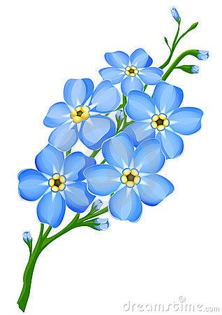 Branch of blue forget-me-not flowers isolated Forget Me Not Tattoo, Branch Tattoo, Flower Drawings, Flowers Vector, Forget Me Nots, Flower Branch, Jewellery Inspiration, Little Flowers, Forget Me Not