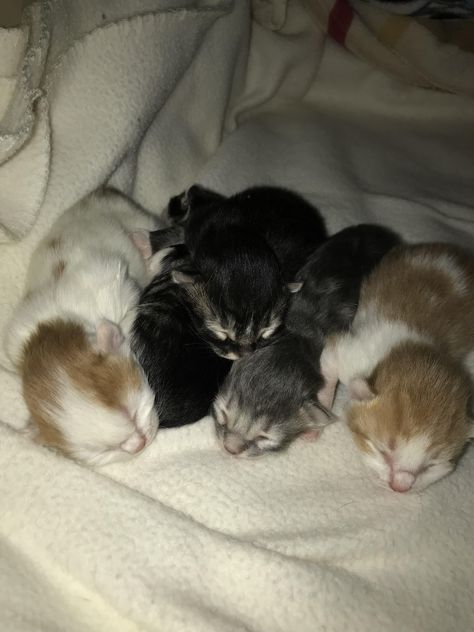 These little guys were born five days ago. Newborn Kittens, Baby Kittens, Kitten Cat, Silly Cats, Future Life, Cat Day, Cute Things, Pets Cats, Cute Puppies