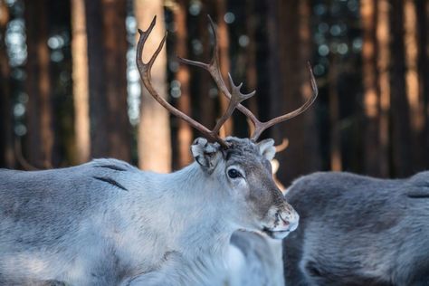 Female Reindeer, Reindeer Farm, Reindeer Sleigh, Farm Visit, Reindeer And Sleigh, Sleigh Ride, Winter Adventure, Beautiful Creatures, Daily Life