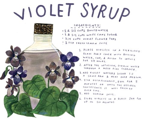 Violet Syrup, Kitchen Witch Recipes, Heart Shaped Leaves, Foraging Recipes, Herbal Recipes, Herbal Apothecary, Herbal Healing, Herbal Magic, Syrup Recipe