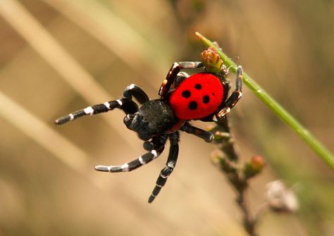 Check out the Ladybird Spiders Ladybird Spider, Spider Uk, Velvet Spider, Arachnids Spiders, Spiders And Snakes, Jumping Spiders, Creepy Crawlers, Itsy Bitsy Spider, Cool Bugs