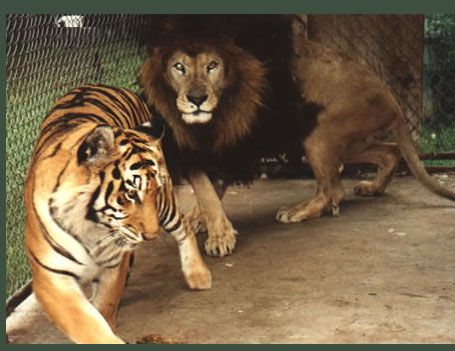 Animal Finders Guide Lion Vs Tiger, Tiger And Lion, Lion Images, Lion King, Big Cats, Tigers, Beautiful Nature, Lion, Horses