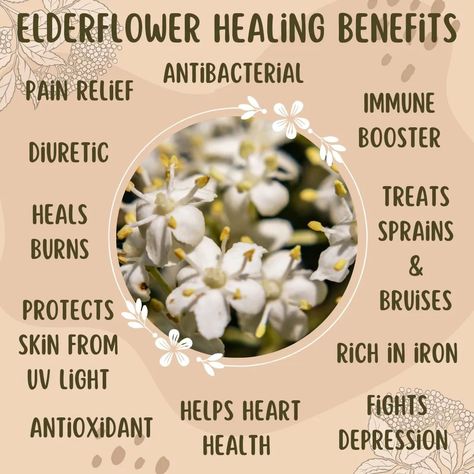 Elderflower Healing Benefits #todaysposts #topicoftheday #elderflower elderflowermagick #healingproperties #healing #elderflowerwitchcraft #plantmedicine #medicinalusea #elderflowermedicine #herbs #plants #witchcraft #magick #herbmagick🌿 #kitchenwitch @willow.witchcraft #willowwitchcraft Elderflower Magical Properties, Plants Witchcraft, Herbs Plants, Medical Herbs, Magic Herbs, Home Health Remedies, Wild Plants, Healing Herbs, Natural Health Remedies