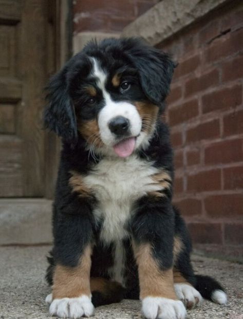 Burmese Mountain Dogs, Dream Dog, Mountain Dog, Bernese Mountain, Bernese Mountain Dog, Mountain Dogs, Adorable Pets, Mans Best Friend, Beautiful Creatures