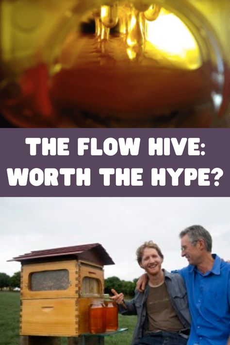 We get a lot of questions about the Flow Hive. Experienced beekeepers are on both sides of the fence. We share their opinions, but that share does not necessarily indicate endorsement. There certainly are pros and cons, and so we encourage you to do as much research as possible before making the purchase. https://www.keepingbackyardbees.com/the-flow-hive/?utm_source=pinterest&utm_medium=feed&utm_campaign=kbb Flow Hive Beekeeping, Diy Beekeeping, Self Sustainable Living, Flow Hive, Backyard Bee, Bee Friendly, The Colony, Honey Bees, Save The Bees