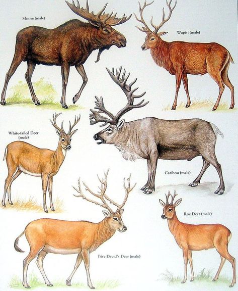 Caribou Drawing, Types Of Deer, White Tailed Deer, White Moose, Male Deer, Animal Plates, White Tail Deer, Moose Deer, Deer Pictures