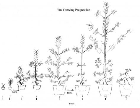 Black Pine Bonsai, Bonsai Making, Japanese Black Pine, Bonsai Pruning, Bonsai Care, Pine Bonsai, Bonsai Tree Care, Bonsai Techniques, Plantas Bonsai