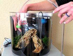 3 Gallon Betta Tank, 3 Gallon Fish Tank, Video Game Designer, Water Gallon, Fish Tank Gravel, Fish Tank Cleaning, Diy Fish Tank, Game Designer, Cleaning Fish