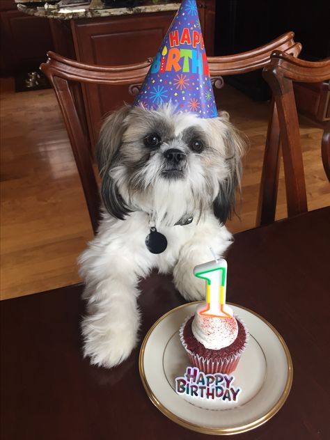 Shih Tzu Birthday!!! Happy Birthday Shih Tzu, Paw Print Art, Poodle Mix Dogs, Maltese Shih Tzu, Dogs Grooming, Shih Poo, Designer Dogs, Sleeping Puppies, Dog Birthday Party