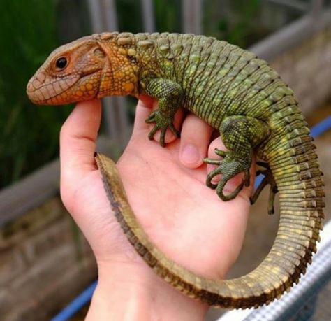 Lizards, Lizards Aesthetic, Lizard Photo, Lizard Names, Uromastyx Lizard, Armadillo Lizard, Caiman Lizard, Lizard Costume, Lizard Pose Yoga