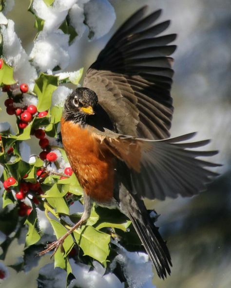 American Robin Photography, American Robin Bird, California Birds, American Holly, Fake Skin Tattoo, Robin Photography, Swift Bird, Female Robin, Robin Tattoo