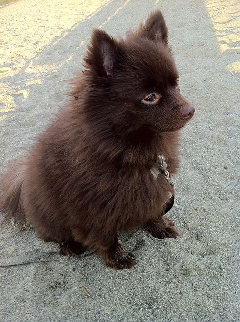 Chocolate brown Pomeranian Brown Pomeranian Puppy, Chocolate Pomeranian, Brown Pomeranian, Baby Pomeranian, Pomeranian Puppy For Sale, Really Cute Puppies, Teacup Puppies, Pomeranian Dog, Silly Dogs