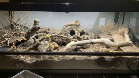 Desert Reptile Enclosure, Gecko Setup Ideas, Arid Vivarium, Gecko Setup, Leopard Gecko Setup, Desert Vivarium, Leopard Gecko Cage, Leopard Gecko Enclosure, Snake Tanks