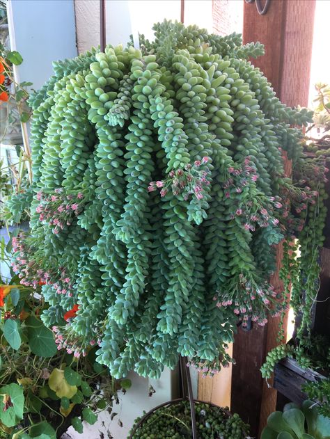 Tall Succulents, Suculent Plants, Patio Flower Pots, Kaktus Dan Sukulen, Patio Flowers, Succulent Garden Design, Inside Plants, Succulent Gardening, Charming Garden