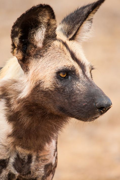 Wild Dog Photography, Wild Dogs African, African Wild Dog Sketch, African Wild Dog Aesthetic, African Wild Dog Photography, Wild Animal Photography, African Wild Dog Tattoo, African Wild Dog Drawing, Dog Laughing