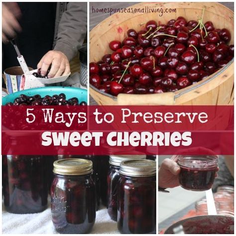 5 Ways to Preserve Sweet Cherries Canning Sweet Cherries, What To Do With Fresh Cherries, Preserved Cherries, Canning Cherries, Tapping Maple Trees, Homestead Skills, Canning Fruit, Canning Recipe, Preserve Food