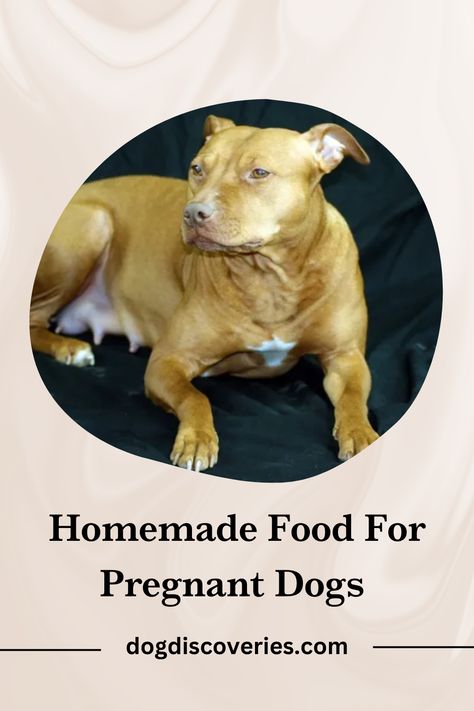 Knowing whether homemade food is good for pregnant dogs is paramount. Pregnant dogs need a special diet that is different from what they are normally fed. Homemade Dog Food For Pregnant Dog, Pregnant Dogs, Food Is Good, Diy Dog Food, Pregnant Dog, Special Diet, Dog Diet, Special Diets, Homemade Dog Food