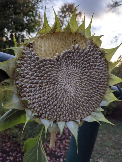 Petal-less sunflower head with about 1/4 of the seeds pecked out. Fallen leaves and cloudy skies in the background Sunflower Head, For The Birds, Natural Patterns, Natural Design, Sunflower Seed, Growing Food, Sunflower Seeds, Patterns In Nature, The Birds