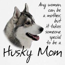 Husky Quotes, Alaskan Husky, Husky Funny, Husky Mom, Husky Lover, Siberian Husky Dog, Dog Quotes Funny, My Husky, Siberian Husky Puppies