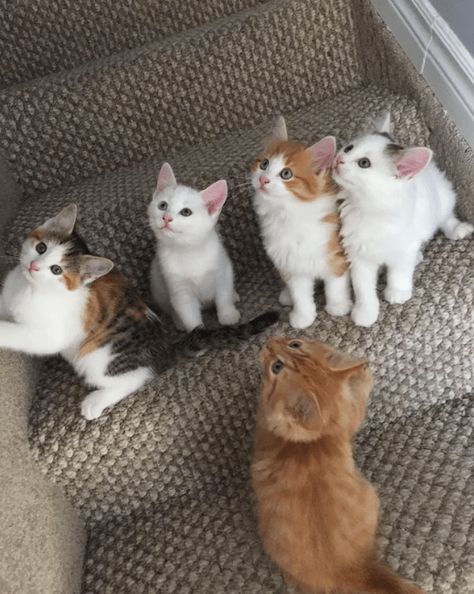 7 Cats Together, 4 Kittens, 2 Kittens, 3 Kittens, 4 Cats, Puppies And Kitties, Kittens And Puppies, Cute Cats And Kittens, Cute Kittens