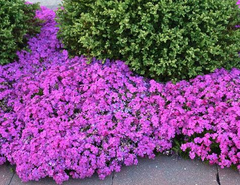 Creeping Phlox And Tulips, Creeping Phlox Ground Cover, Phlox Ground Cover, Euphorbia Polychroma, Phlox Subulata, Moss Phlox, Plant Palette, Phlox Flowers, Flower Carpet