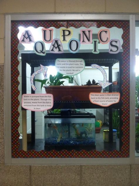 Agriscience Fair Projects, Classroom Window Display, Agriculture Classroom, Commercial Aquaponics, Ffa Ideas, Agricultural Education, Teach Ag, Aquaponics Aquarium, 10 Gallon Fish Tank