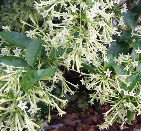 Night Blooming Jasmine Cestrum Nocturnum, Night Blooming Jasmine, Jasmine Plant, Sprouting Seeds, Natural Air Freshener, Sweet Perfume, Fragrant Plant, Garden Bulbs, Natural Perfume