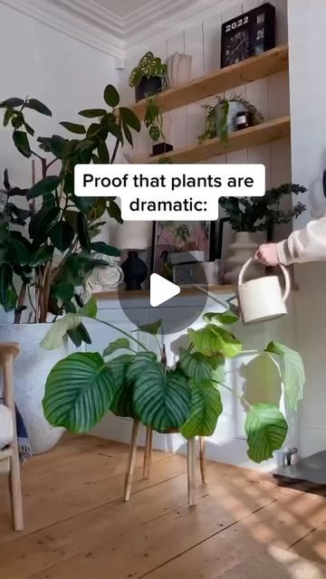 Leafy Wisdom on Instagram: "I don’t know about others but she is really dramatic😂🌿💚
.
.
.
.
.
.
.
#trending #viralreels #plants #explorepage #video #trendingreels #trendingnow #indoorplants #houseplants #viral #reels #instagramreels" Plant Reels Instagram, Viral Reels, I Don T Know, Don T Know, Trending Now, Indoor Plants, Plants, On Instagram, Instagram