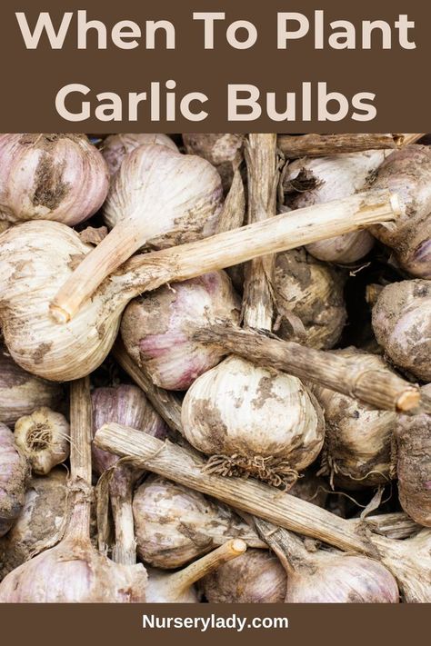 Planting garlic bulbs -
When to plant garlic -
Garlic planting season -
Seasonal garlic planting guide -
Best time to plant garlic -
Garlic bulb planting tips -
Planting garlic cloves -
Garlic planting schedule -
Garlic planting calendar -
Seasonal garlic planting advice -
Planting timing -
Seasonal planting -
Plant vitality -
Growth optimization -
Gardening wisdom -
Planting strategies -
Gardening guidance -
Plant health -
Gardening advice -
Harvest improvement - When To Plant Garlic, Plant Garlic, Garlic Bulbs, Planting Garlic, When To Plant, Growing Garlic, Garlic Bulb, Get Ready, Planting