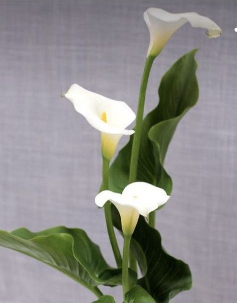 Calla Lily Photography, Calle Lily, Blackwork Floral, Cala Lillies, Cala Lilly, Flowers For Mom, Flower Identification, Calla Lily Flowers, Strange Flowers