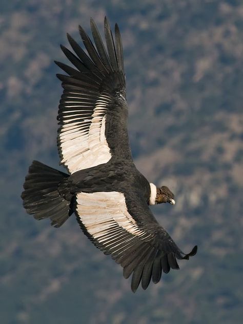 Andean Condor, California Condor, Power Animal, Big Bird, All Birds, Birds Tattoo, Color Rojo, Birds Of Prey, Birds Flying