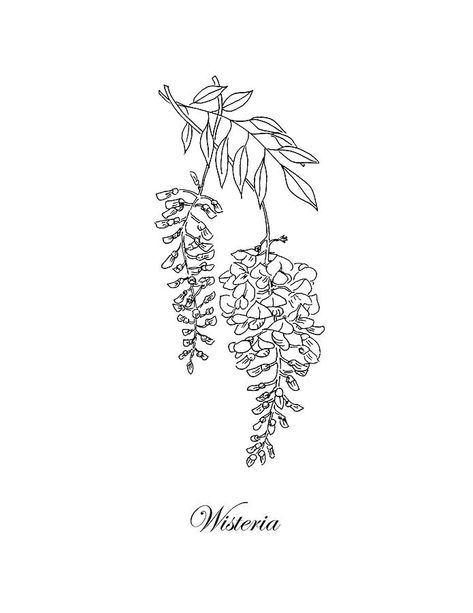 Wisteria Tattoo Black, Wisteria Line Art, Wisteria Branch Tattoo, Wisteria Outline, Wisteria Sketch, Wisteria Tattoo Small, Wisteria Flower Tattoo, Bridgerton Tattoo, Bridgerton Moodboard