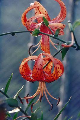 exotic flowers Turks Cap, Tiger Lily Flowers, Garden Decoration Ideas, Lily Bulbs, Red Lily, Flowers Drawing, Home Decor Garden, Garden Decor Ideas, Lily Flowers