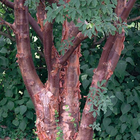 Peeling Orange, Paperbark Maple, Acer Griseum, Landscape Shrubs, Small Ornamental Trees, Hill Landscape, Agnus Castus, Small Yellow Flowers, Specimen Trees