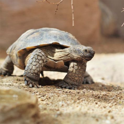 Desert Tortoise Habitat, Nails Turtle, Tortoise Terrarium, Tortoise Nails, Tortoise Art, Tortoise Drawing, Tortoise Tattoo, Shell Nails, Turtle Care