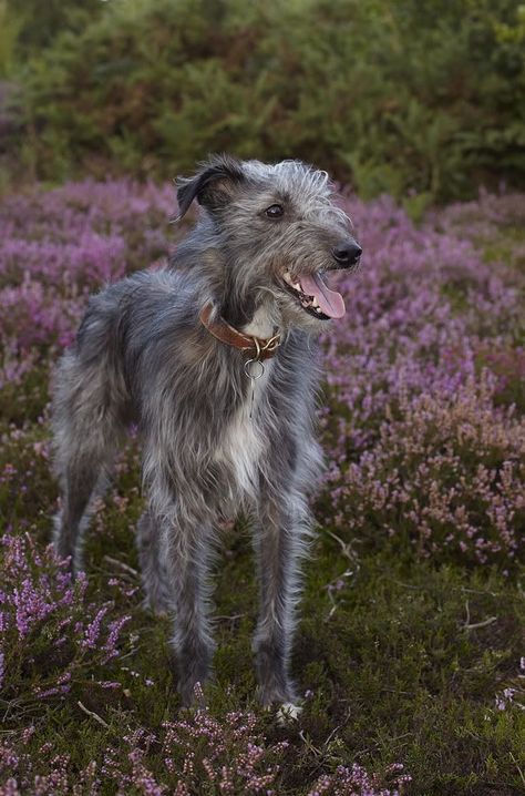 Bedlington Whippet, Regard Animal, Hounds Of Love, Sight Hounds, Scottish Deerhound, Bored Dog, Long Dog, Irish Wolfhound, The Middle Ages