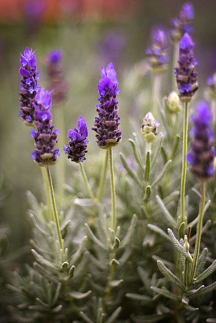 Lavender Lane Lavender Cottage, Lavender Herb, Lavender Garden, Garden Walkway, Lavender Plant, Lovely Lavender, Lavender Blue, Lavender Fields, Lavender Flowers