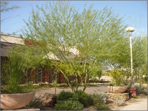 Arizona Landscaping: Desert Museum Palo Verde; What a tree! Desert Museum Palo Verde, Succulent Rock Garden, Dream Garden Backyards, Front Yard Plants, Arizona Landscape, California Native Plants, Drought Tolerant Landscape, Dry Garden, Front Landscaping