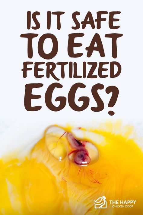 Let’s not beat around the bush here, yes, fertilized eggs are safe to eat. For both you and the egg, well, the egg is kind of out of luck, but there’s nothing wrong with eating a fertilized egg. Fertilized Chicken Eggs, Farming Chickens, Storing Eggs, Sustainable Farm, Chicken Barn, Chicken Care, Chicken Eating, Raising Backyard Chickens, Eating Eggs