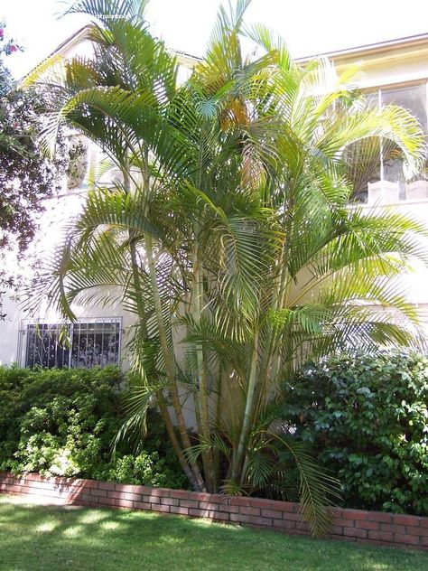 Garden Ideas Australia, Golden Cane Palm, Butterfly Palm, Palm Trees Garden, Dypsis Lutescens, Madagascar Palm, Bigleaf Hydrangea, Palm Garden, Privacy Plants