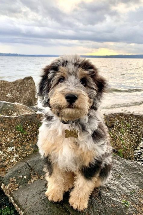 Aussiedoodle Full Grown, Aussie Doodle Puppy, Mini Aussiedoodle, Dog Crossbreeds, Doodle Puppies, Sunday Friends, Hypoallergenic Dogs, Cute Animals Puppies, Very Cute Dogs