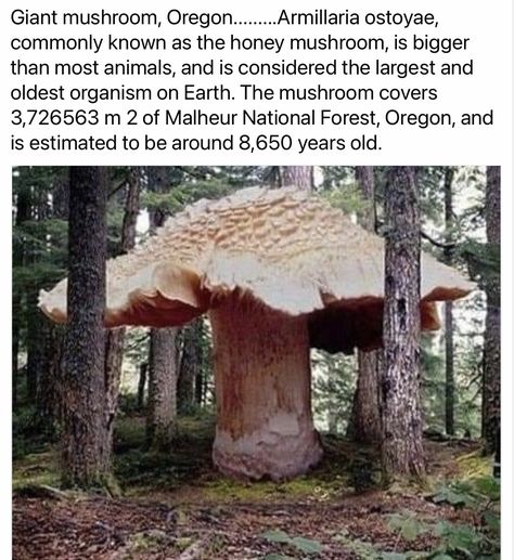 Honey Mushroom, Spruce Goose, Giant Mushroom, Mushroom Pictures, Blue Whales, The Spruce, Vertical Farming, Plant Fungus, Tree Roots