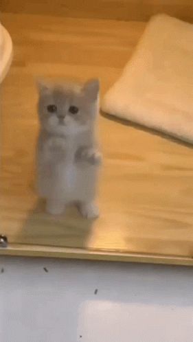 Cat Jumping Cat GIF - Cat Jumping Cat Gato - Discover & Share GIFs Happy Happy Happy Cat Gif, Jumping Cat Gif, Cat Jumping Gif, Crazy Cat Gif, Cat Stimboard, Cat Pfp Gif, Cat Brainrot, Silly Cat Gif, Dancing Cat Gif