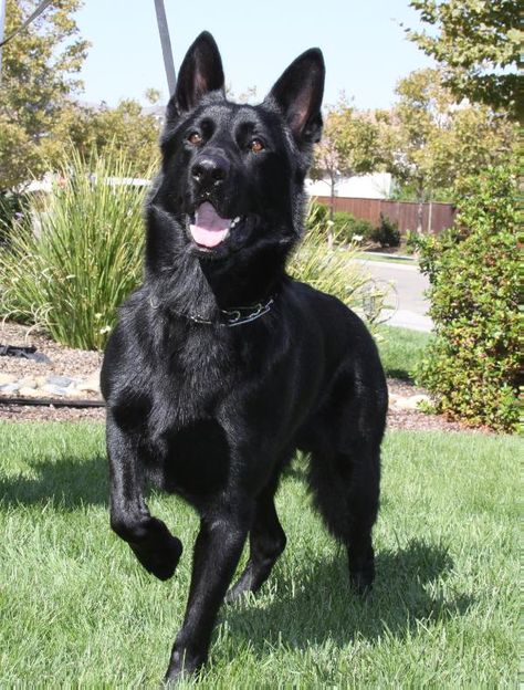 black German Shepherd Hope you're doing well.From your friends at phoenix dog in home dog training"k9katelynn" see more about Scottsdale dog training at k9katelynn.com! Pinterest with over 20,500 followers! Google plus with over 154,000 views! You tube with over 500 videos and 60,000 views!! LinkedIn over 9,200 associates! Proudly Serving the valley for 11 plus years Black Shepherd, Black German Shepherd Dog, Black German Shepherd, Coton De Tulear, Coban, Yorkshire Terrier Puppies, Doberman Pinscher, Shepherd Puppies, German Shepherd Puppies