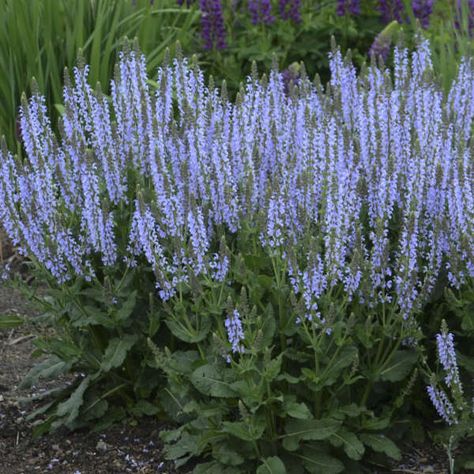 Salvia 'Crystal Blue' Perennial Salvia Salvia Plants, Salvia Nemorosa, Sun Perennials, Light Sky Blue, Plant Spacing, Starter Plants, How To Attract Hummingbirds, Plants For Sale, Hardy Perennials