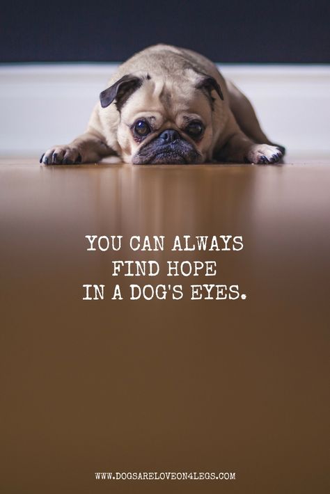 Dog Quote - You can always find hope in a dog's eyes. Cute Dog Quotes, Pet Quotes, Beast Quotes, Eye Quotes, Discover Quotes, Dog Sounds, Dog Quote, Dog Quotes Funny, Dog Eyes