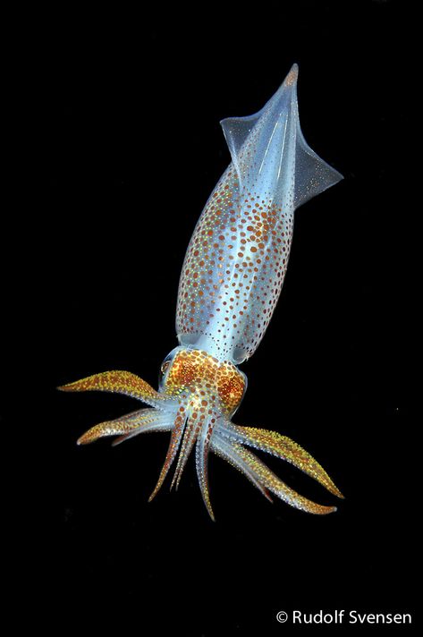 European common squid (alloteuthis subulata) 20cm Squid Reference Photo, Squid Reference, Squid Photography, Squid Aesthetic, Deep Sea Squid, Squid Art, Squid Drawing, Kids Sketchbook, Squid Fish