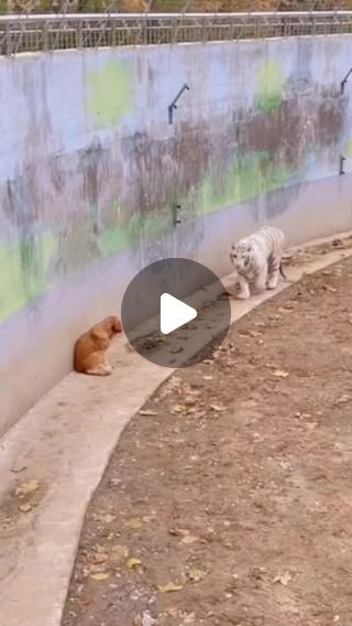 Types Of Wild Cats, Cute Piglets, Cute Animals Puppies, Reels Instagram, Pet Chickens, Wild Dogs, Cute Wild Animals, Animal Stories, Animal Companions